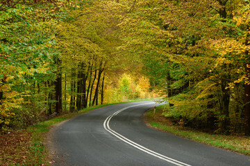 Obrazy na Plexi  Asfaltowa droga w liściastym, bukowym lesie. Pobocze pokrywa warstwa brązowych liści. Jest jesień część liści przybrała żółty i brązowy kolor.