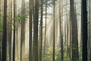 Wysoki sosnowy las. Jest jesienny, słoneczny poranek, Między drzewami unosi się mgła oświetlana promieniami wschodzącego słońca.. - obrazy, fototapety, plakaty