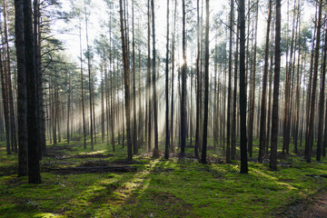 Wysoki sosnowy las. Jest jesienny, słoneczny poranek, Między drzewami unosi się mgła oświetlana promieniami wschodzącego słońca..