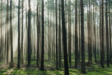 Wysoki sosnowy las. Jest jesienny, słoneczny poranek, Między drzewami unosi się mgła...