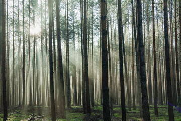 Fototapeta na wymiar Wysoki sosnowy las. Jest jesienny, słoneczny poranek, Między drzewami unosi się mgła oświetlana promieniami wschodzącego słońca..