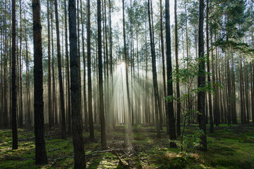 Wysoki sosnowy las. Jest jesienny, słoneczny poranek, Między drzewami unosi się mgła oświetlana promieniami wschodzącego słońca.. - obrazy, fototapety, plakaty