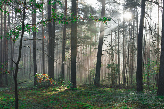 Wysoki sosnowy las. Jest jesienny, słoneczny poranek, Między drzewami unosi się mgła oświetlana promieniami wschodzącego słońca..