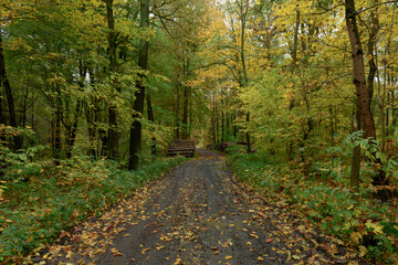 Gęsty, liściasty las. Między drzewami widać gruntową, pokrytą rozjeżdżonym błotem leśną drogę. Po obu stronach leżą sterty drewna.