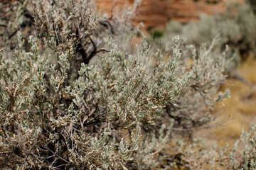 Green leaves on evergreen bushes close up. Nature background