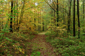 Gęsty, liściasty las. Jest  jesień, część liści zmieniła kolor na żółty i brązowy. Między zaroślami widać leśną, gruntową drogę. Koleiny pokryte są brązowymi liśćmi. - obrazy, fototapety, plakaty