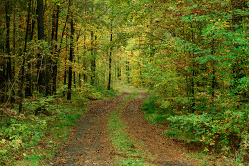 Gęsty, liściasty las. Jest  jesień, część liści zmieniła kolor na żółty i brązowy. Między zaroślami widać leśną, gruntową drogę. Koleiny pokryte są brązowymi liśćmi.