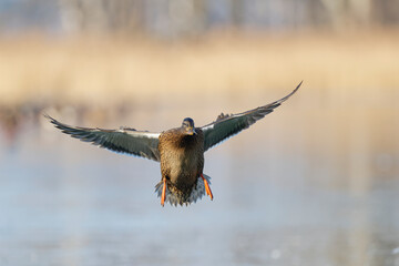 Mallard Duck (Anas platyrhynchos) preparing for difficult ice landing during winter. Illustration. Poland.