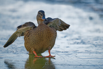 Mallard Duck (Anas platyrhynchos) preparing for difficult ice landing during winter. Illustration. Poland.