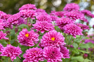Chrysanthemums lilac colored garden field, summer plant fresh flora outdoors. AI generated.