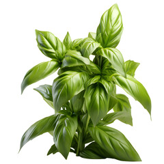 basil