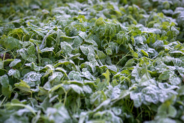 Green grass in meadow, field, garden covered with hoarfrost and snowflakes in cold morning. Closeup...