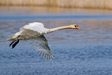 The swan lands on the pond.