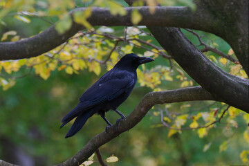Rabe im Englischen Garten in München im Herbst