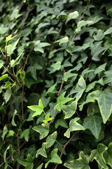 Facade of house overgrown by ivy. Ivy texture, hedge background, wallpaper, image. Ivyberry backdrop. Green wall. Green plant texture. Green leaves background. Myrtle green background. Evergreen plant