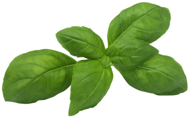 Fresh basil leaves