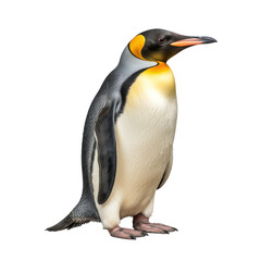 Fototapeta premium a penguin isolated