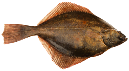 Flatfish isolated