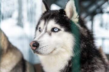 Side poirtrait of beautiful calm purebred siberain husky dogs sitting in kennel outdoors wait for forest trip adventure dogsled on cold winter snowy day. Dog sledding domestic animal frineds © Kyryl Gorlov