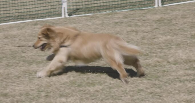 Dog chases and catches lure at Atlanta festival