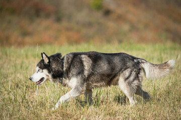 Naklejka na ściany i meble A husky dog ​​walks in a field, close-up side view.