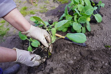 the hands of a farmer's woman in gloves are planting green cabbage seedlings on a bed in the ground...