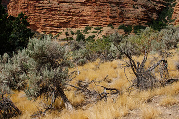 Red Canyons in the USA in fall. Beautiful landscape with red high mountains in autumn in orange and yellow tones. Echo Canyon, Utah, USA. Green leaves on evergreen bushes close up. Nature background