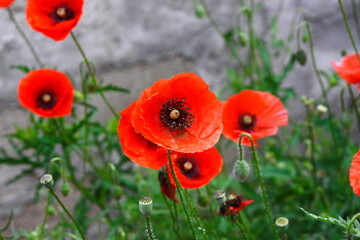 Red poppy flowers (Papaver rhoeas, flanders poppy) 