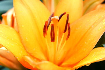 Lily flower in the garden