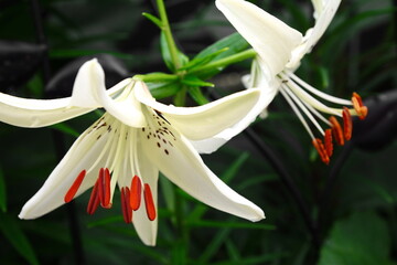 Two white lilies macro photography in summer day. Beauty garden lily with white petals close up...