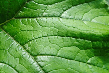 background texture green leaf structure macro photography