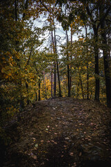 autumn in the forest