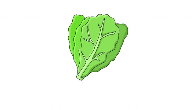 animated video of the lettuce vegetable icon