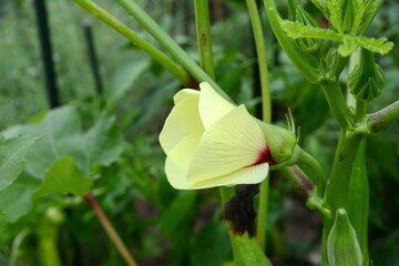 Close up of Okra flower.Beautiful yellow okra flower. Lady Fingers Flower. Yellow flower of Lady Fingers on Plant. Okra vegetable. With Selective Focus on the Subject.