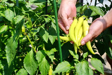 Green Chili on Hand. Female Holding fresh green chilies on hands. A pile of fresh Chilies on hands....