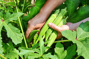 Close up of ladyfingers vegetable on hand. Close up of Okra .Lady fingers. Lady Fingers or Okra...