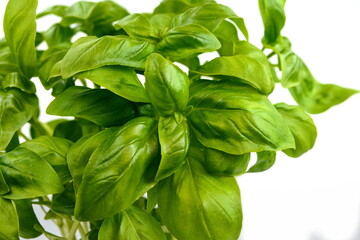 Fresh basil leaves isolated on white background