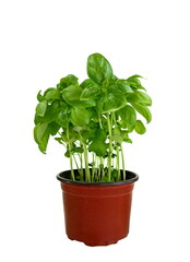 Pot of fresh basil plant on white background. Basil Plant on White Background. Basil in a pot.