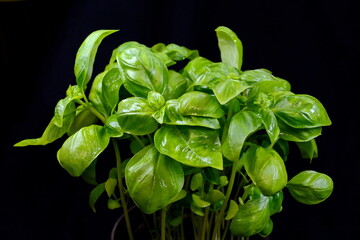 Fresh basil leaves isolated on black background