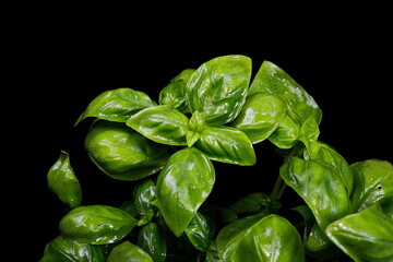 Fresh basil leaves isolated on black background