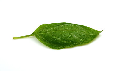 Fresh basil leaf isolated on white background, close up. Basil herb with water drops