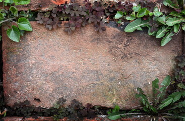 Single Red Brick walkway with grass and green plants growing between the cracks. Vintage foliage...