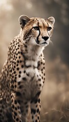 Naklejka na ściany i meble Cheetah Photography Stock Photos cinematic, wildlife, Cheetah, Big Cat, for home decor, wall art, posters, game pad, canvas, wallpaper