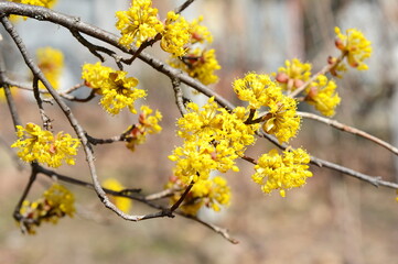 branches with flowers of European Cornel (Cornus mas) in early spring. Cornelian cherry, European cornel or Cornelian cherry dogwood (Cornus mas) flovering. Early spring flowers in natural habitat