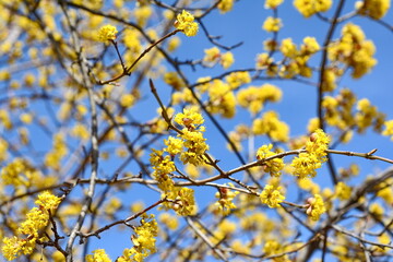 branches with flowers of European Cornel (Cornus mas) in early spring. Cornelian cherry, European cornel or Cornelian cherry dogwood (Cornus mas) flovering. Early spring flowers in natural habitat