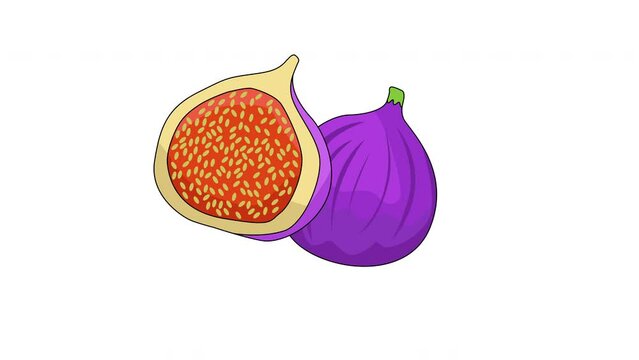 animated video of the fig icon