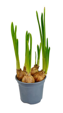 Daffodil or narcissus flower sprouts in the yellow pot. Spring bulbous plant isolated on white. daffodils pot young bulbs grow isolated white 