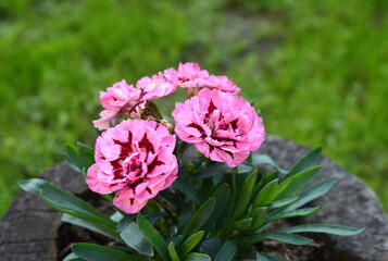 Close up photo of a purple carnation bouquet. Shop flower concept. Selective focus.