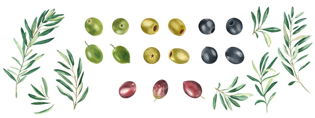 Olive branches and green, black and red fruits set isolated on white background. Watercolor hand drawn botanical illustration. Can be used for menu, logos and product, food packaging design. - obrazy, fototapety, plakaty