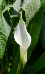 White calla in the garden.
